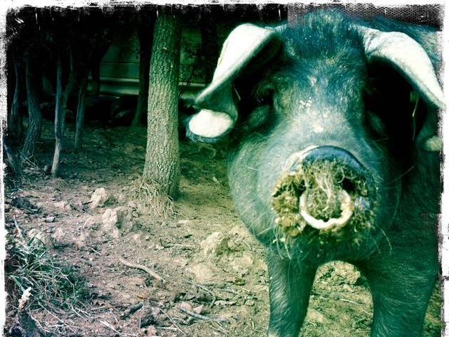 Porc Noir de Bigorre